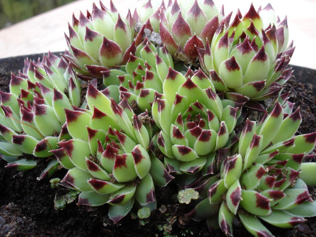 Ausservogelweiderhof 莱恩 外观 照片
